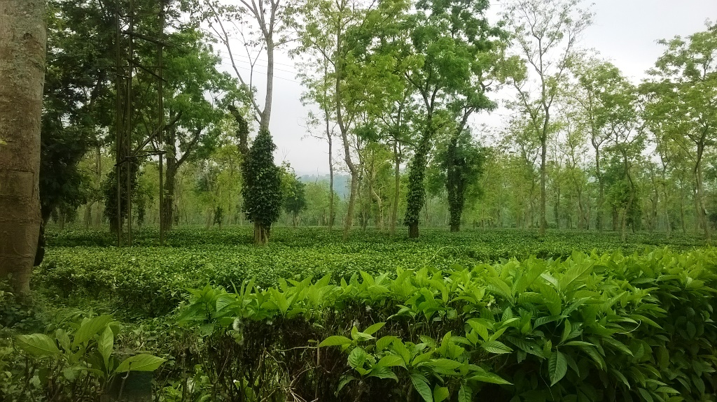 lushteagardenssurroundkaziranganationalpark Kaziranga National