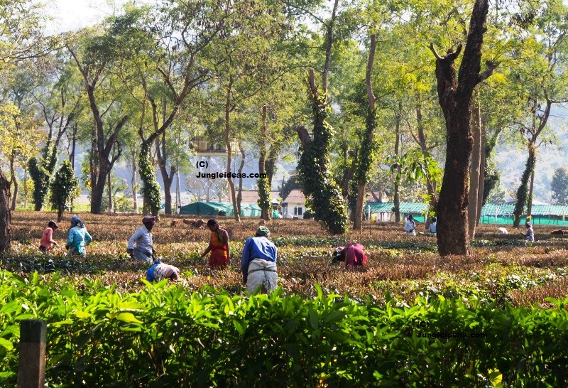 Tea Pluckers at the Lush Green Tea gardens of Assam at the Kaziranga
